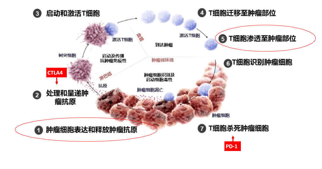 什么是聚焦超声,功率放大器如何配合超声换能器做聚焦超声 什么是聚焦超声,功率放大器如何配合超声换能器做聚焦超声