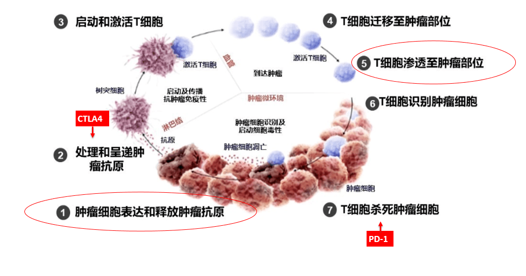 什么是聚焦超声，功率放大器如何配合超声换能器做聚焦超声