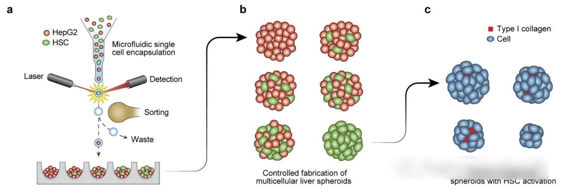 ATA-1372A宽带放大器：微流控流式细胞打印技术制备功能性肝细胞微球